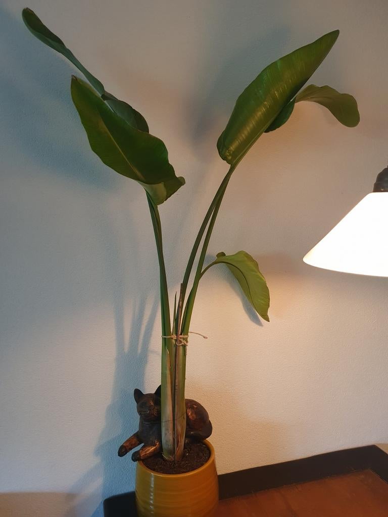 Strelitzia Nicolai zonder pot., Ophalen, Halfschaduw, Minder dan 100 cm