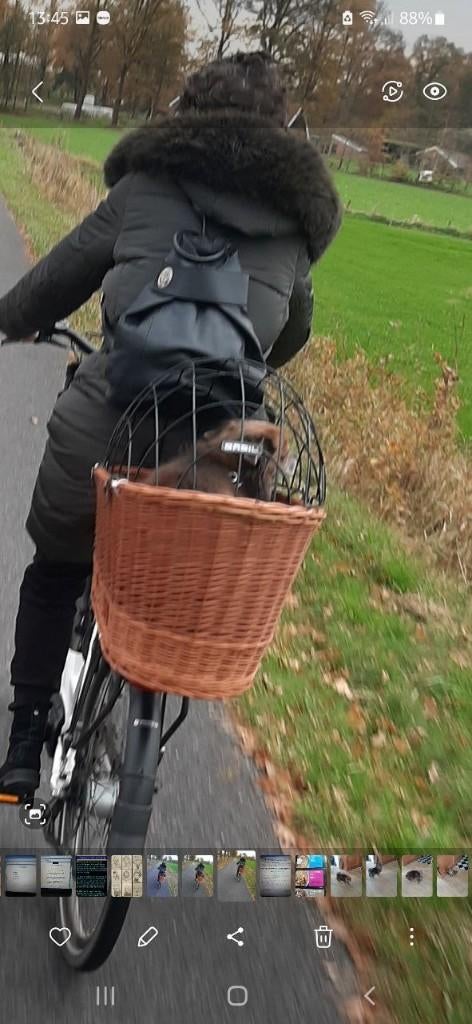 honden fietsmand rotan, Dieren en Toebehoren, Ophalen, Gebruikt