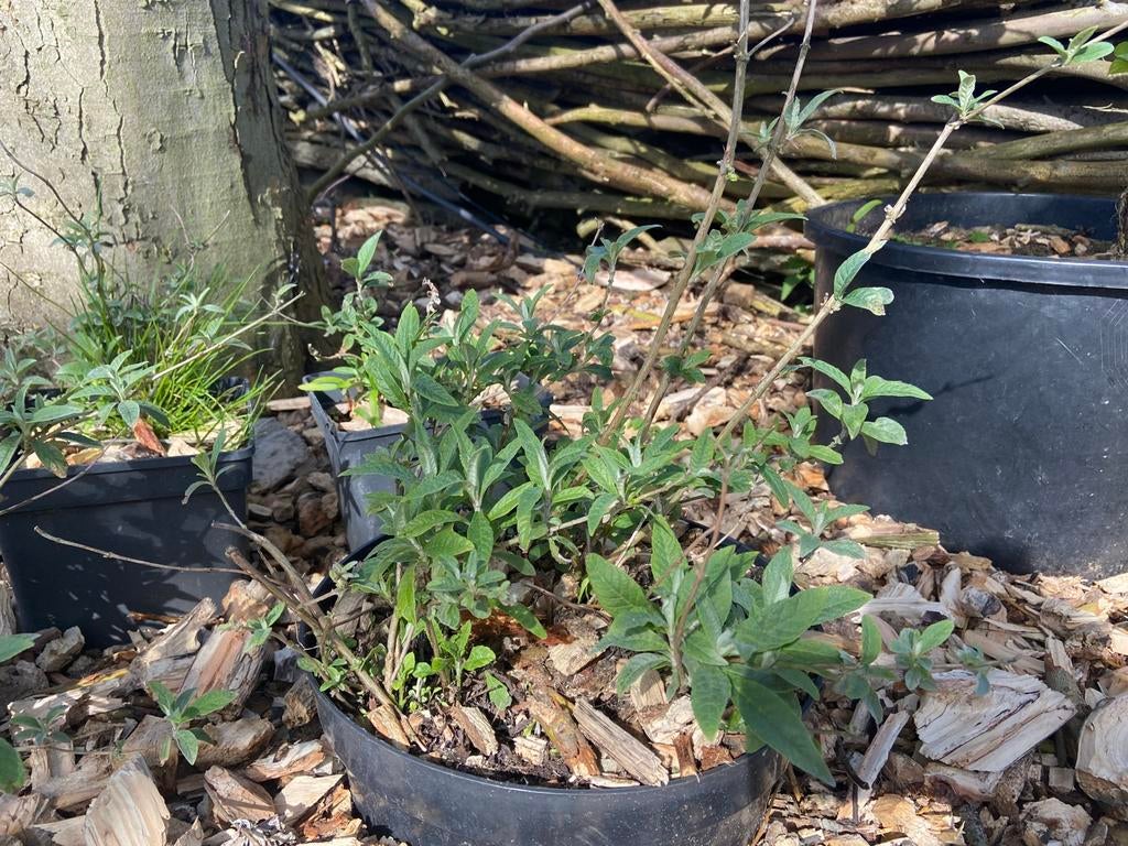 Te koop: kleine paarse vlinderstruik, Ophalen of Verzenden, Overige soorten, Volle zon