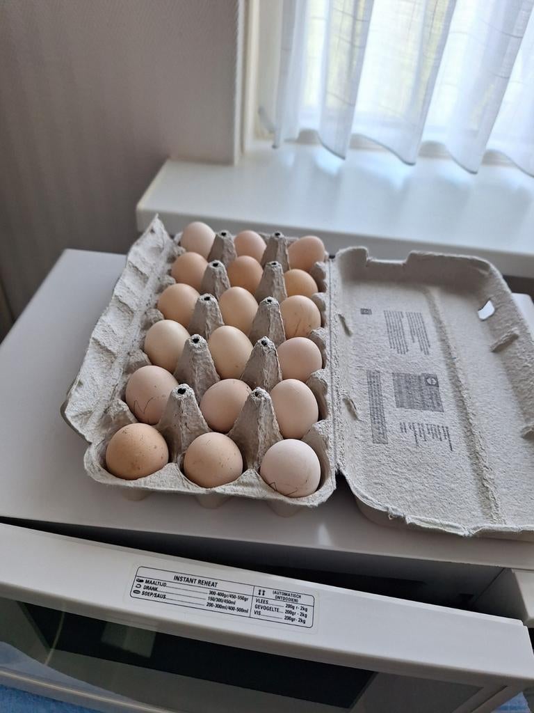 Te koop broedeieren wyandotte kriel zilverzwart en goudblauw, Dieren en Toebehoren, Pluimvee, Geslacht onbekend, Kip