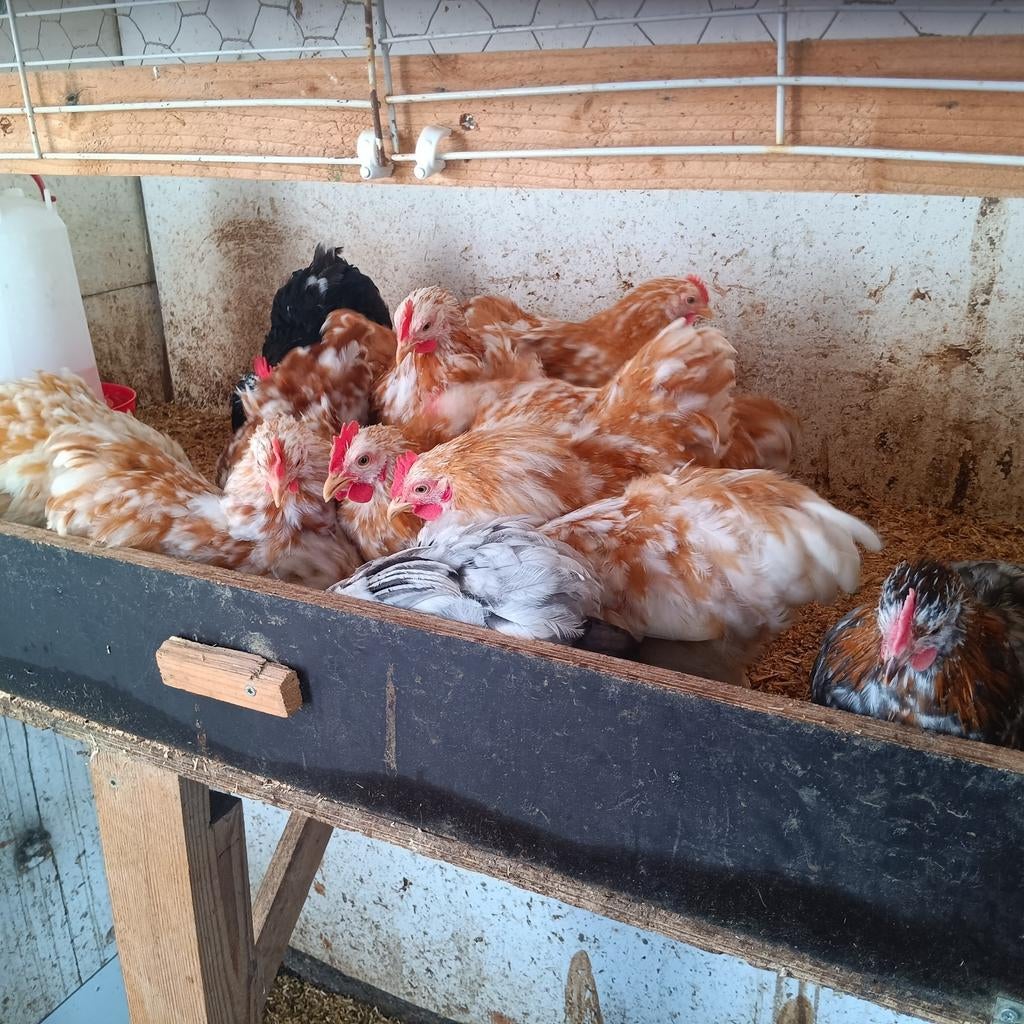 Mooie cochin kriel, Dieren en Toebehoren, Mannelijk, Kip