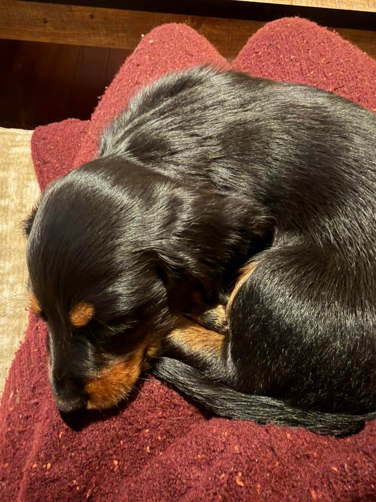 Teckels, Kaninchen, België, Particulier, 8 tot 15 weken