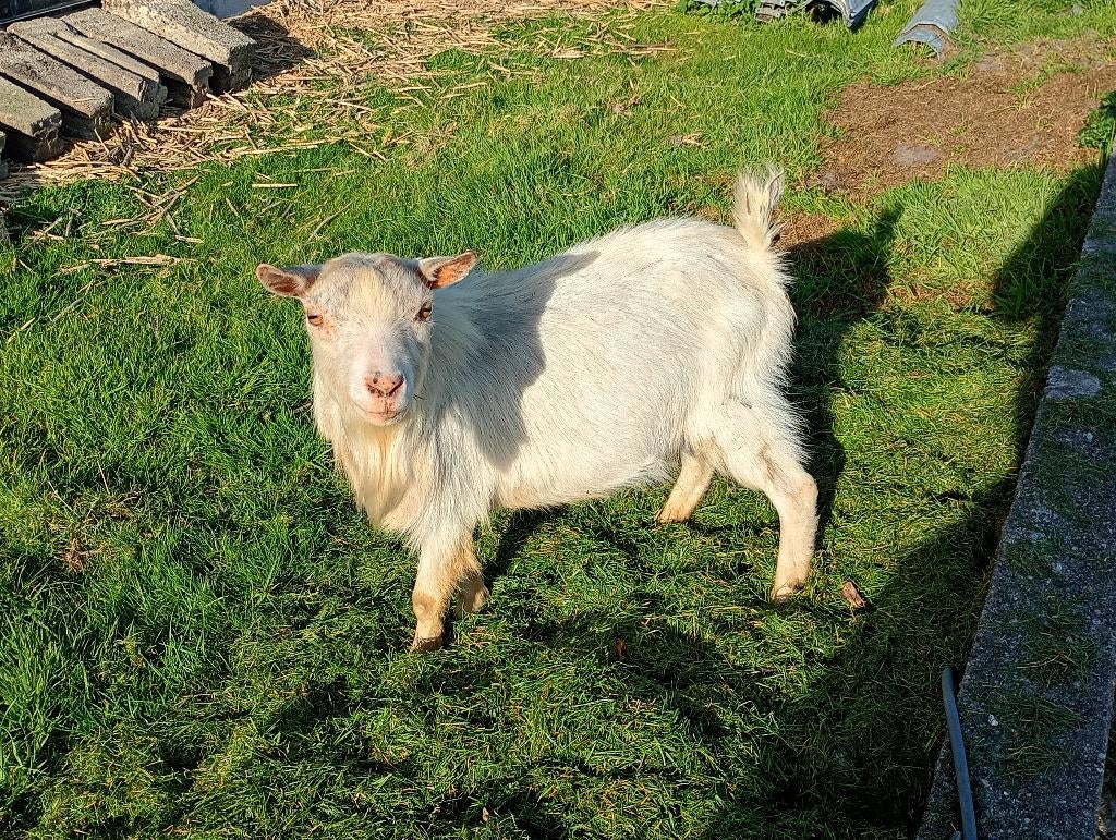 leuke witte dwerggeit bokje, Dieren en Toebehoren, Schapen, Geiten en Varkens, Mannelijk, Geit, 3 tot 5 jaar