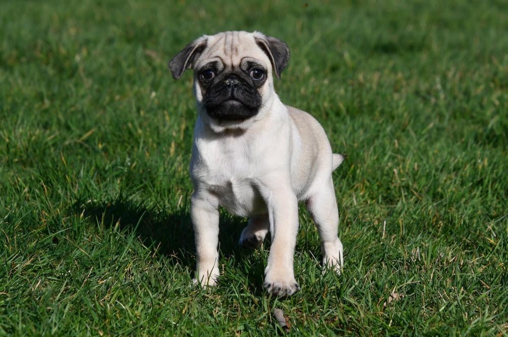 Mopshond pup te koop (reutje), 15 weken tot 1 jaar, Buitenland, Parvo, Eén hond