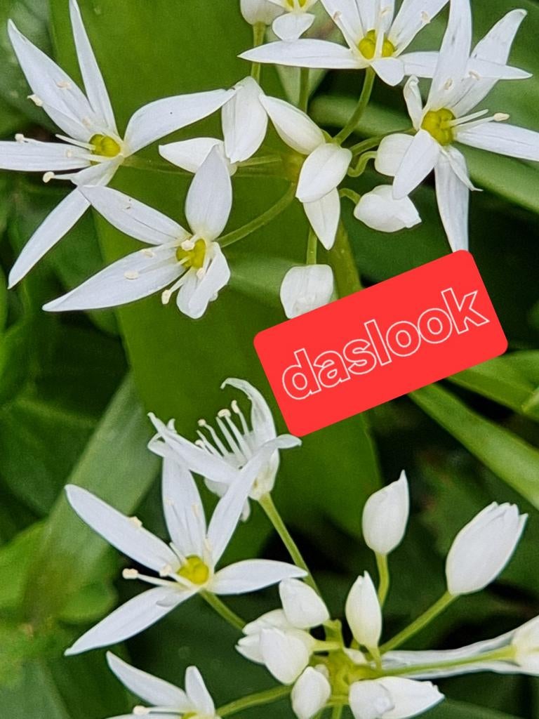 Daslook uit gifvrij privétuintje. Per stuk € 1,25. 6 à €6,50, Tuin en Terras, Ophalen of Verzenden, Lente, Vaste plant, Volle zon