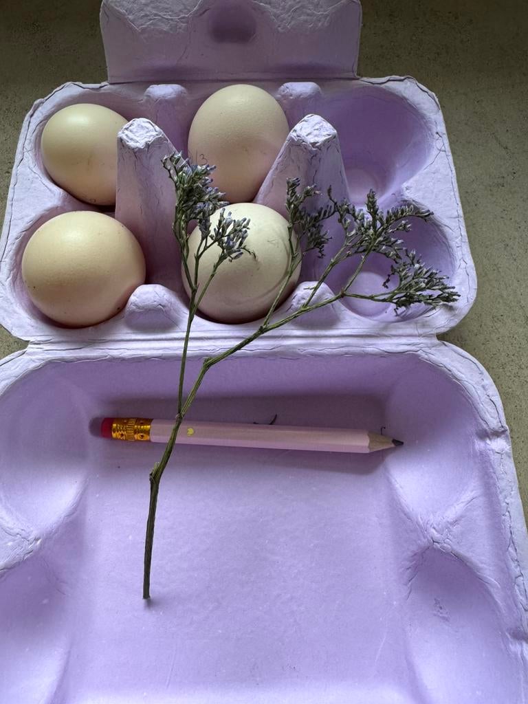 Usa slikie zijdehoen broedeieren en kuikens 🐣, Geslacht onbekend, Kip