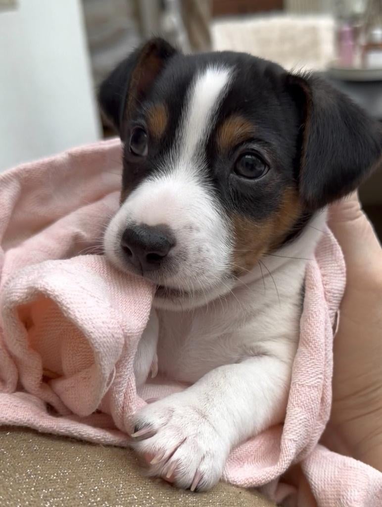 Jack Russell puppy’s, Jack Russell Terriër, 8 tot 15 weken, Meerdere dieren, Eén hond