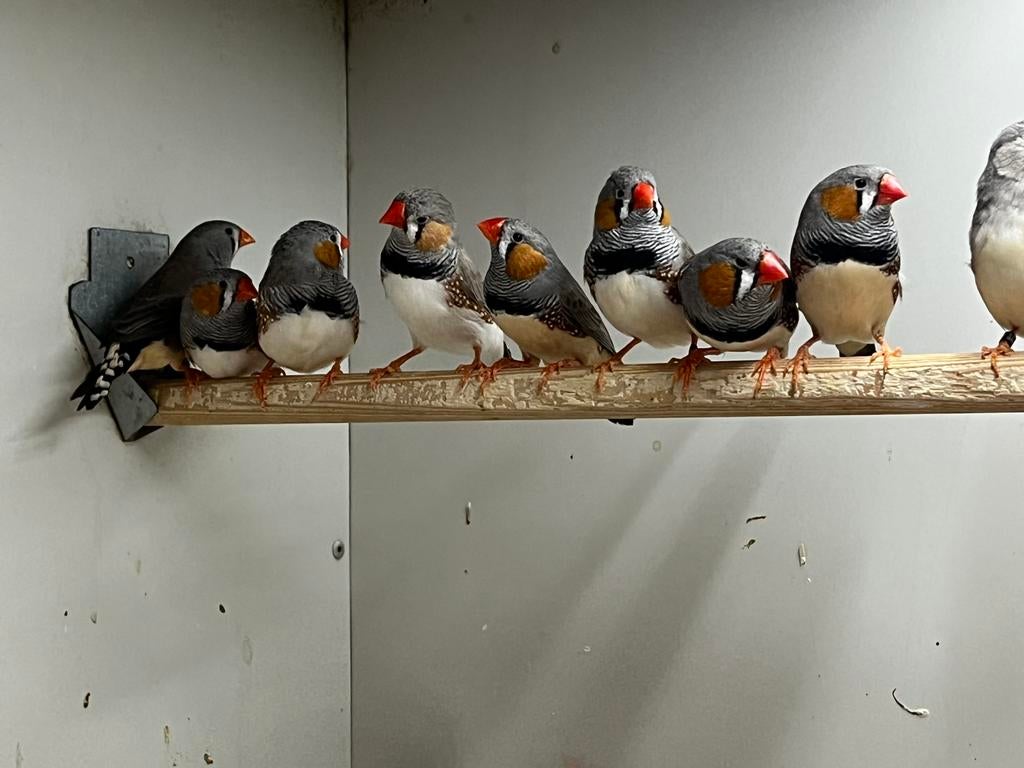 Kleine Zebravinken, Meerdere dieren, Tropenvogel