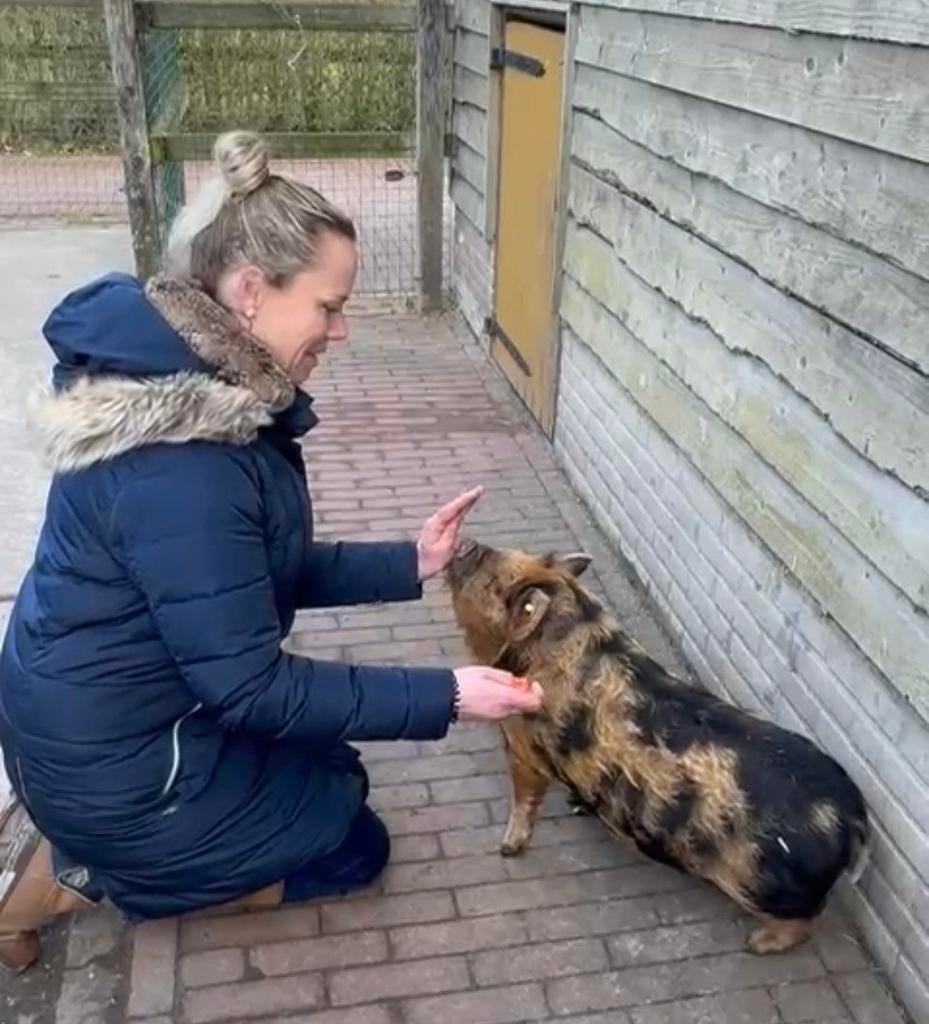 Leuke baan gezocht als diertrainer / dierverzorger