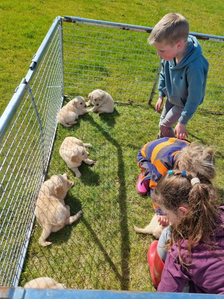 nog 4 prachtige golden retriever reutjes, Golden retriever, 8 tot 15 weken, Meerdere, Meerdere dieren
