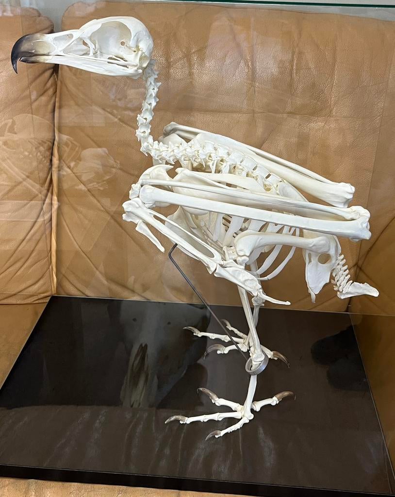 Schedel/ skelet baardgier, Ophalen, Nieuw, Vogel, Schedel