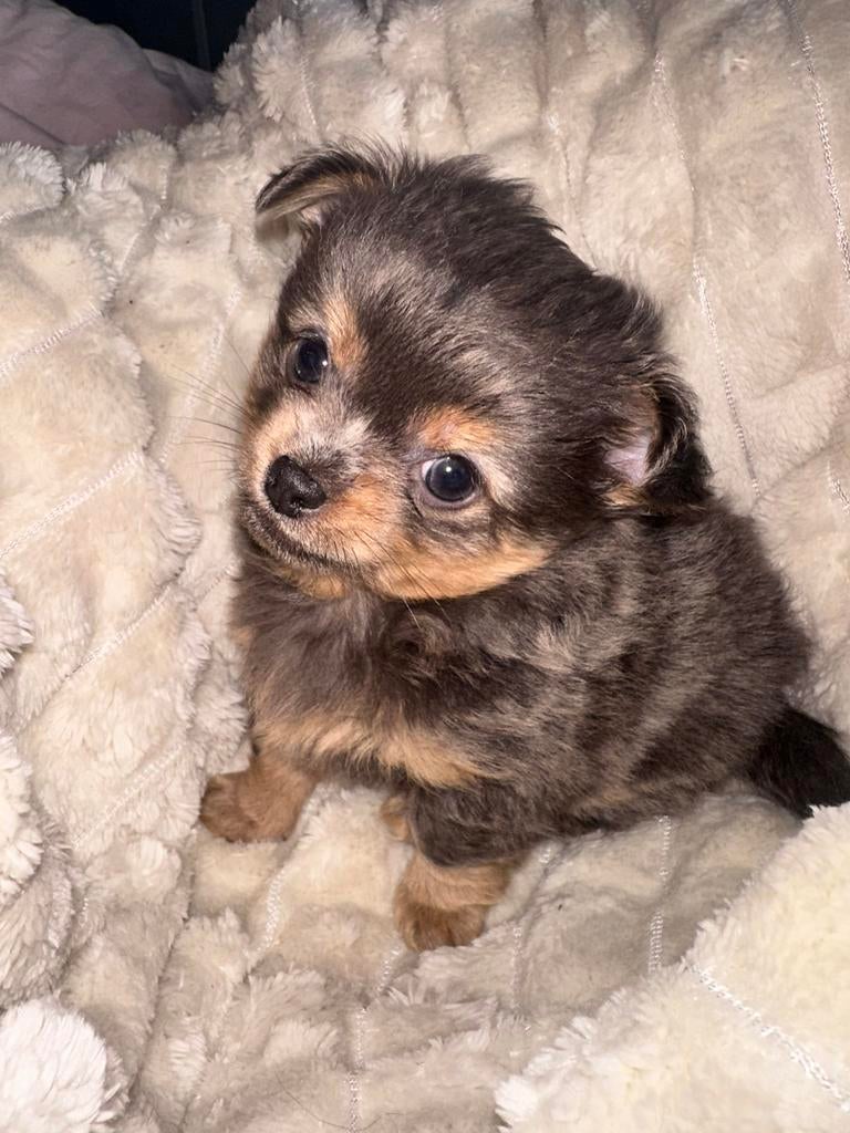 Lieve Chihuahua pup, Dieren en Toebehoren, Parvo, Reu, 8 tot 15 weken, Eén hond