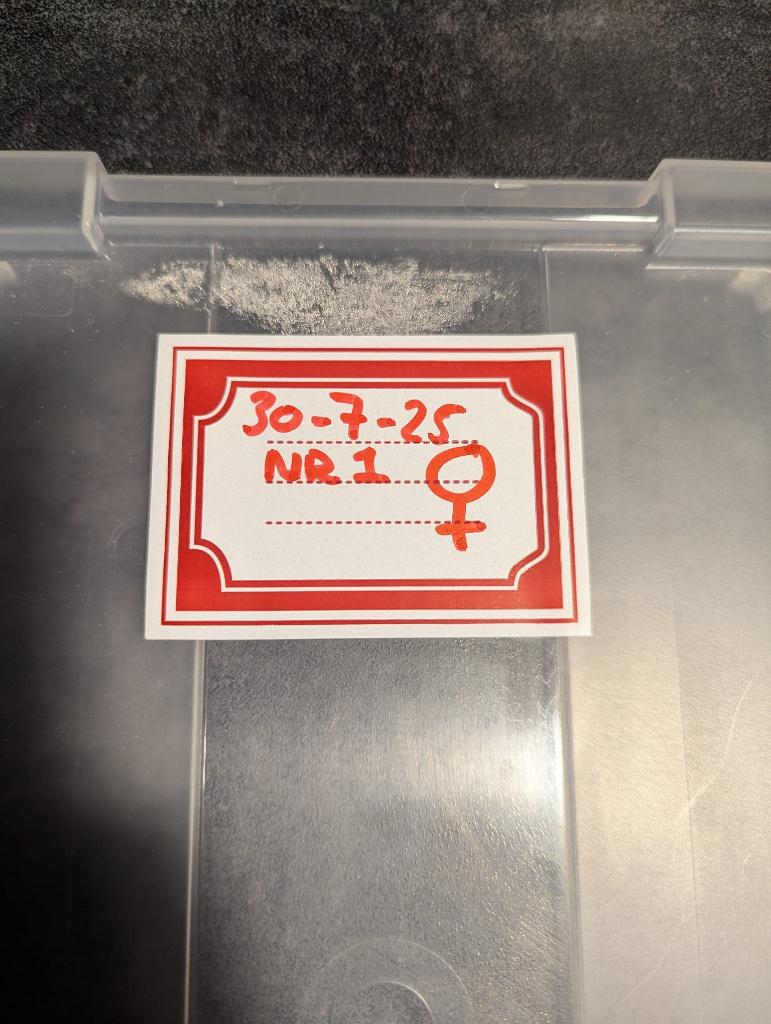 Kleine, handtamme rode rattenslangen (1/2) Rat Snake - female for sale from Claudettes