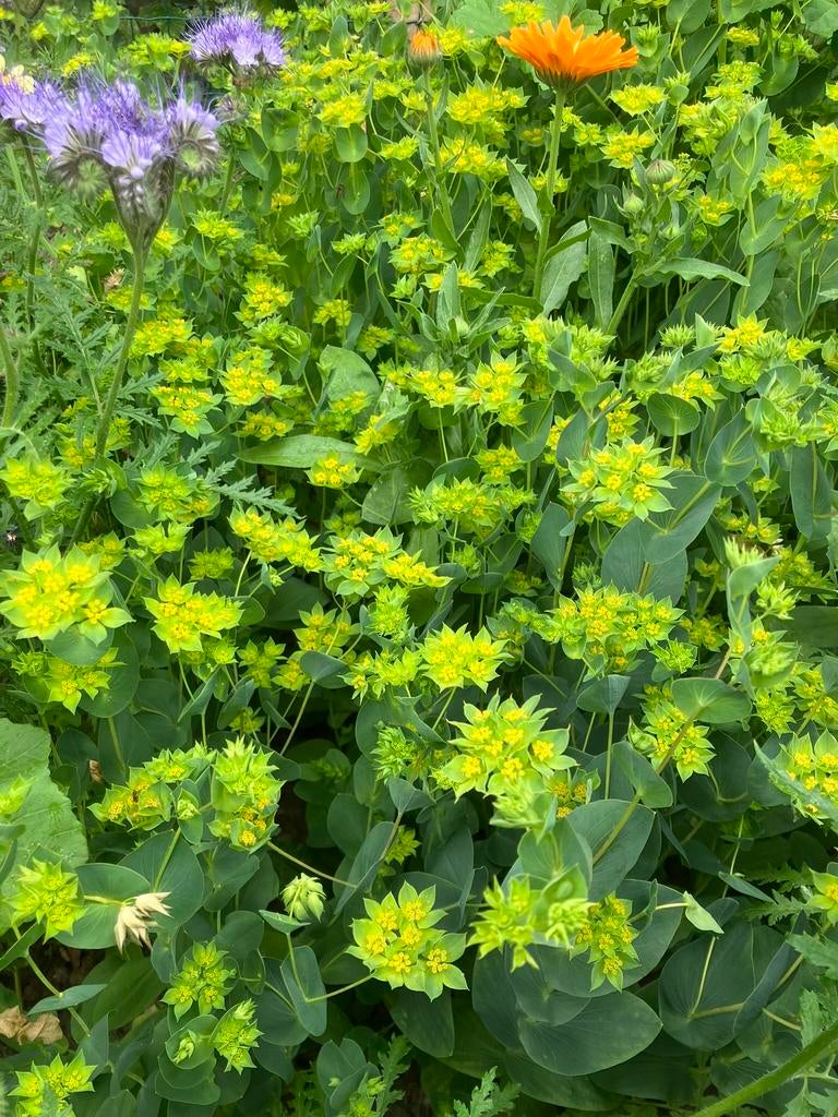 Bloemenzaden Bupleurum, Tuin en Terras, Bloembollen en Zaden, Zaad, Ophalen of Verzenden