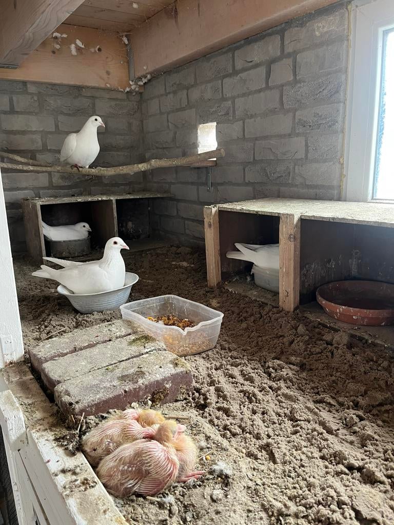 Witte postduiven, Dieren en Toebehoren, Meerdere dieren, Postduif