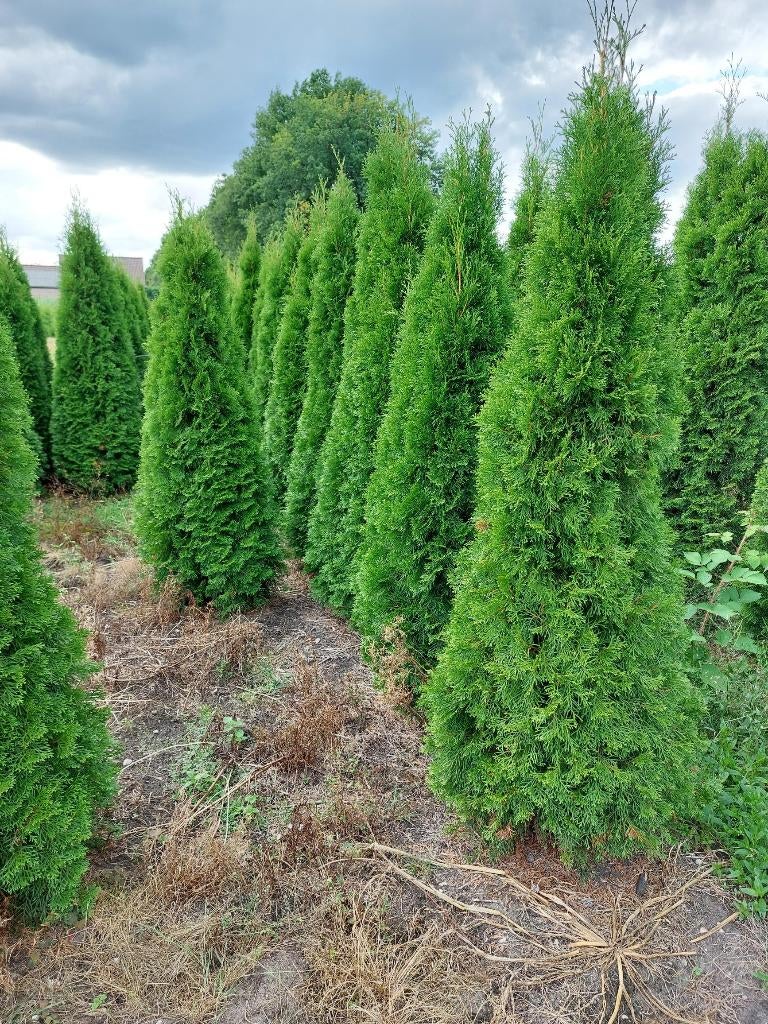 Thuja Smaragd, Ophalen, Conifeer, 100 tot 250 cm