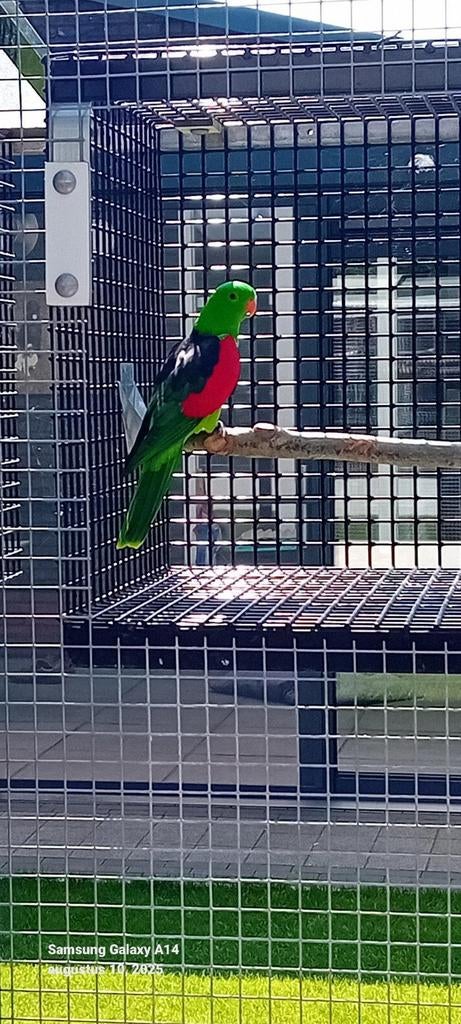 Roodvleugels koppel, Dieren en Toebehoren, Vogels | Parkieten en Papegaaien, Meerdere dieren, Parkiet