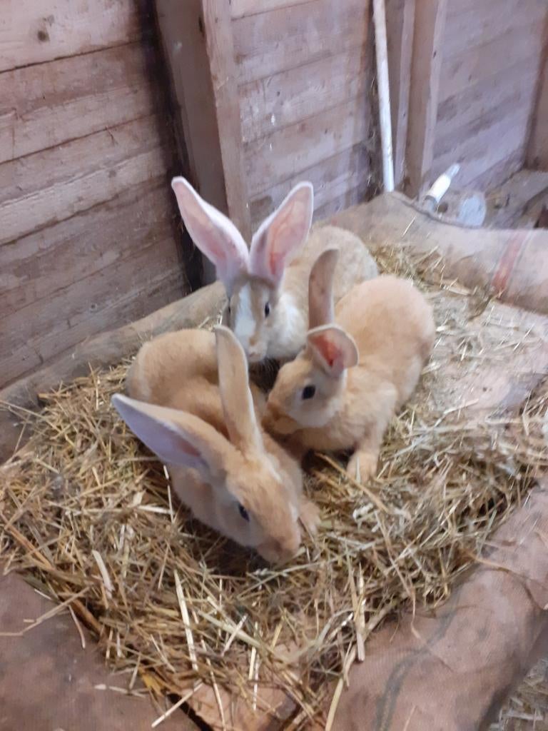 Jonge konijnen, Dieren en Toebehoren, Konijnen, Meerdere dieren, Groot