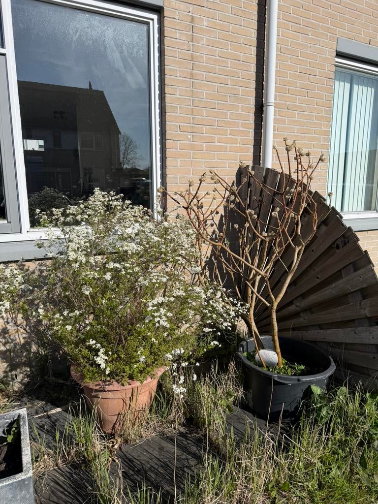 Grote tuinplanten, Tuin en Terras, Planten | Tuinplanten, Ophalen, Overige soorten, Halfschaduw