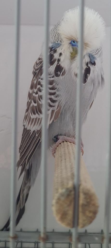 Engelse grasparkieten champion TT Kwaliteit vogels, Dieren en Toebehoren, Vogels | Parkieten en Papegaaien, Parkiet, Mannelijk