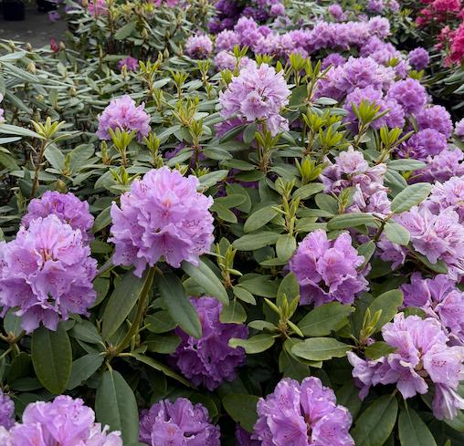Rhododendron paars ACTIE!, Ophalen, Lente, Overige soorten, Halfschaduw