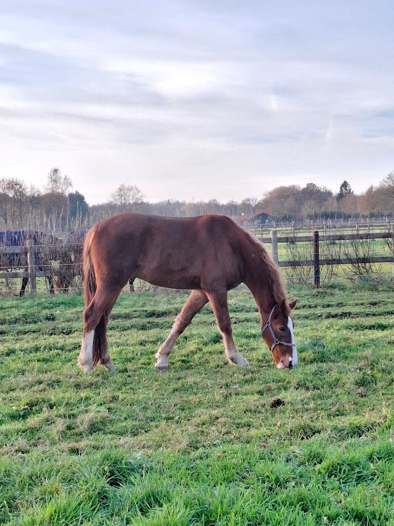 Ruin(bijna 4)1.65m–nieuwsgierig, nuchter en stevig beenwerk, Dieren en Toebehoren, Paarden, Met stamboom, Ruin, 3 tot 6 jaar, Tuigpaard