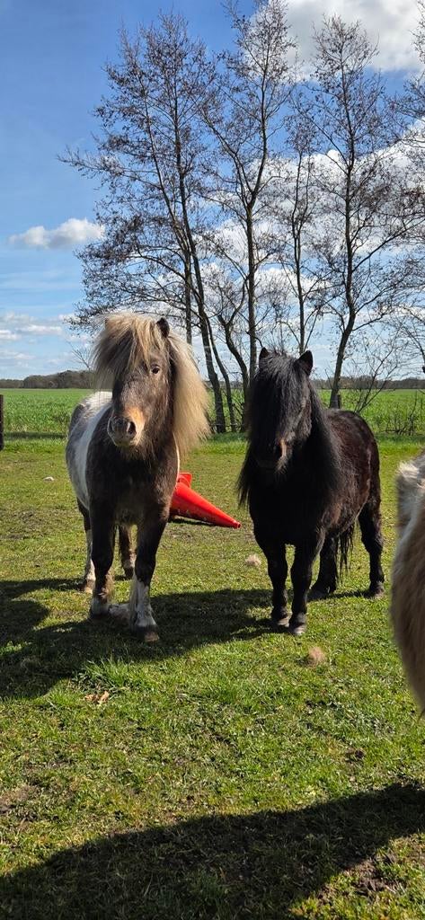 Mooie Shetlander hengstjes, Dieren en Toebehoren, Pony's, Gechipt, Hengst, A pony (tot 1.17m), Onbeleerd