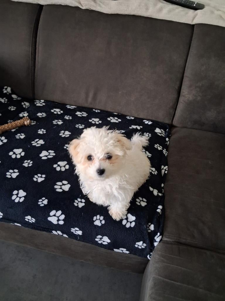 Pup 10 weken, Dieren en Toebehoren, Honden | Chihuahua's en Gezelschapshonden, Overige rassen, Teef, Eén hond, Nederland