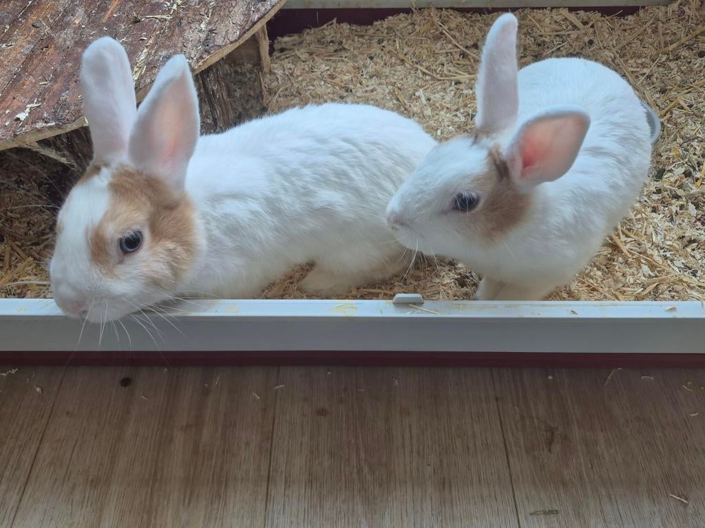 Lief baasje gezocht voor 2 konijnen incl. binnenhok, Dieren en Toebehoren, Vrouwelijk, 0 tot 2 jaar