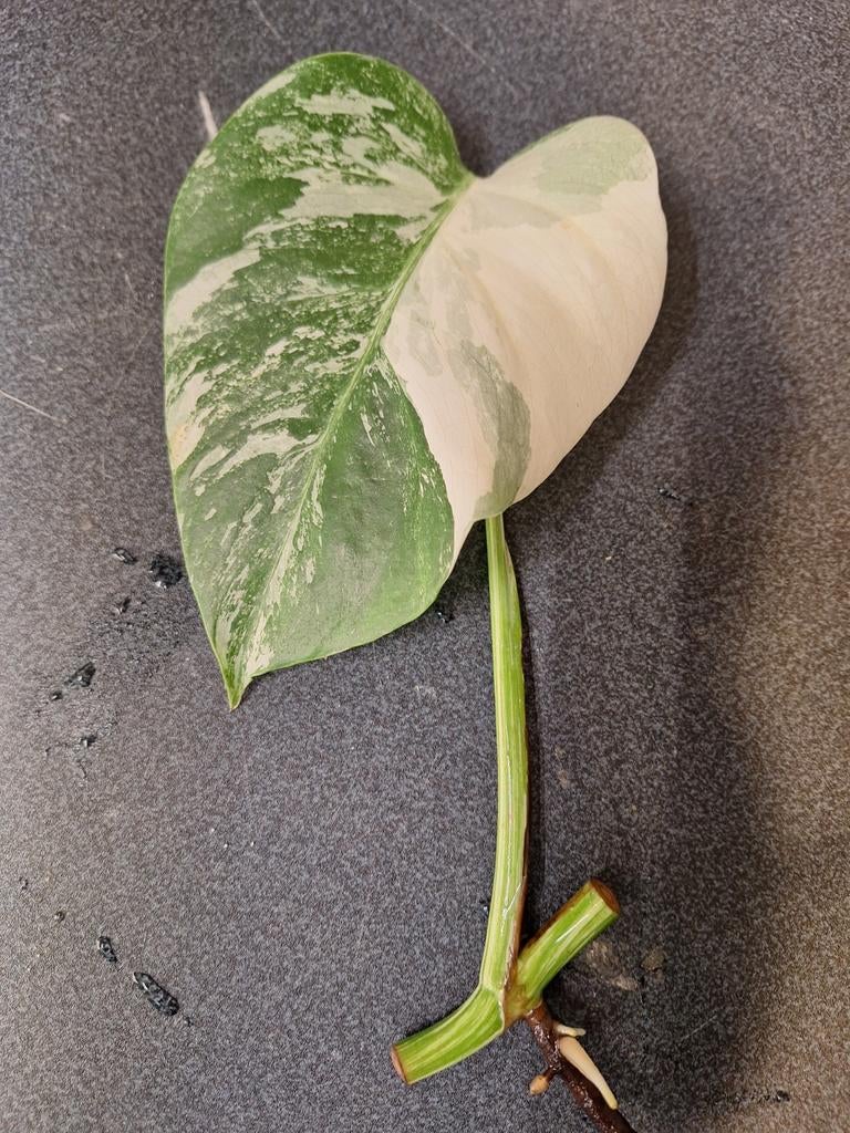 Monstera variegata stek, Huis en Inrichting, Kamerplanten, Ophalen of Verzenden, Halfschaduw, Minder dan 100 cm