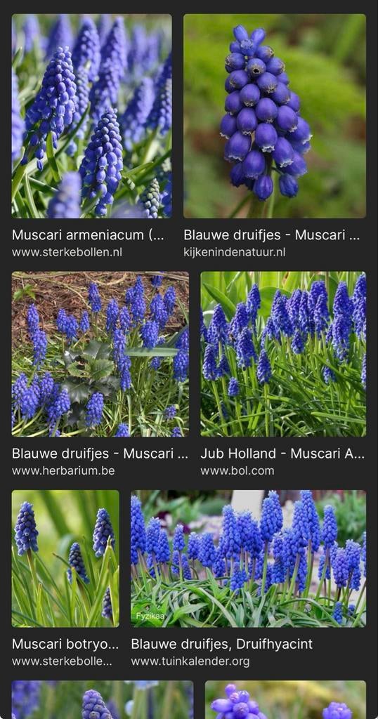 Blauwe Druifjes Bollen - Muscari, Ophalen of Verzenden, Najaar, Volle zon, Bloembol