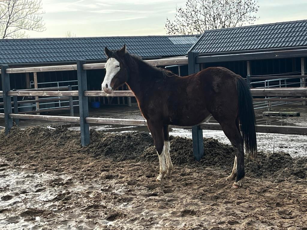 APHA & AQHA registrated 2025 stallion, Minder dan 160 cm, Met stamboom, Niet van toepassing, 0 tot 2 jaar