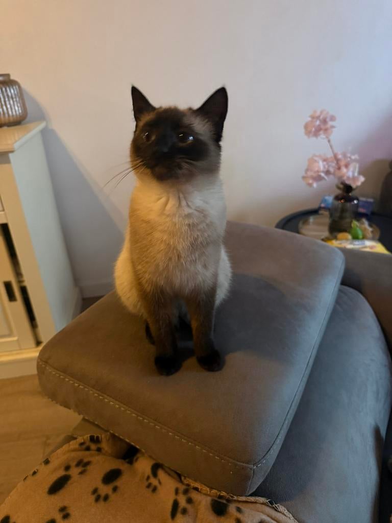 Prachtige kitten poes siamees 11 maanden zoekt nieuw thuis, Dieren en Toebehoren, Katten en Kittens | Raskatten | Korthaar, Poes