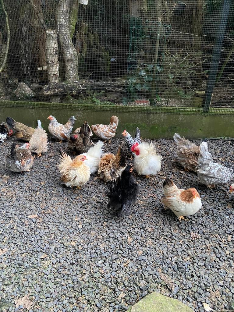 Serama broedeieren | kans op zijdeveer, krulveer en gladveer, Dieren en Toebehoren, Pluimvee, Meerdere dieren, Kip