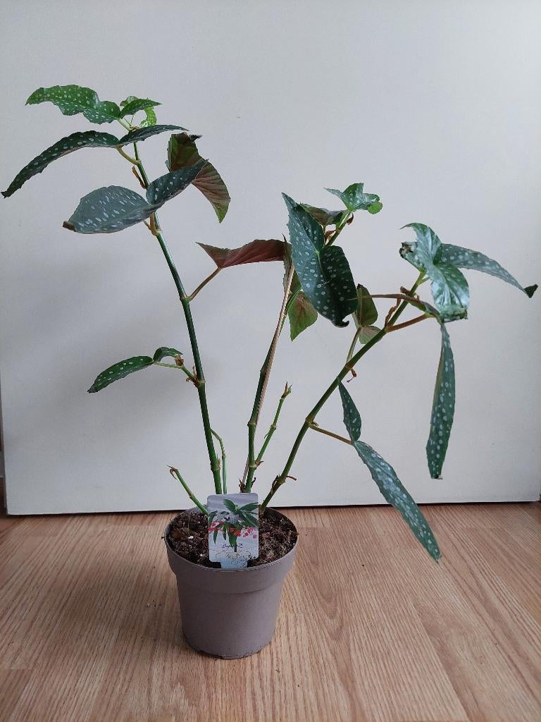 Begonia Maculata 'Tamaya' - Stippenbegonia H: 50 cm., Ophalen, Overige soorten, Halfschaduw, Minder dan 100 cm