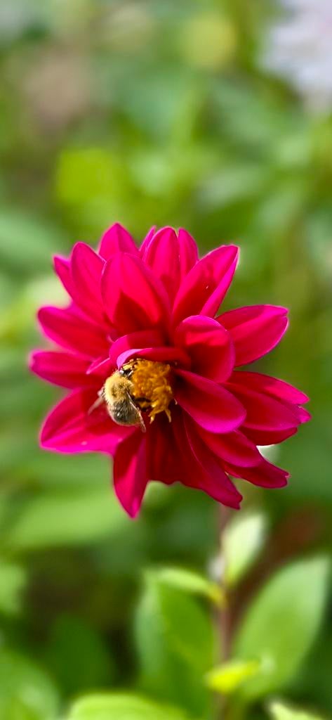 Dahlia knol 59, Tuin en Terras, Bloembollen en Zaden, Ophalen of Verzenden