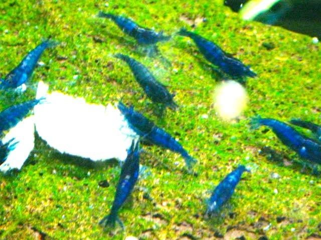 blauwe garnalen  super blauw ook verzenden  prijs  1,50, Kreeft, Krab of Garnaal, Zoetwatervis, Schoolvis