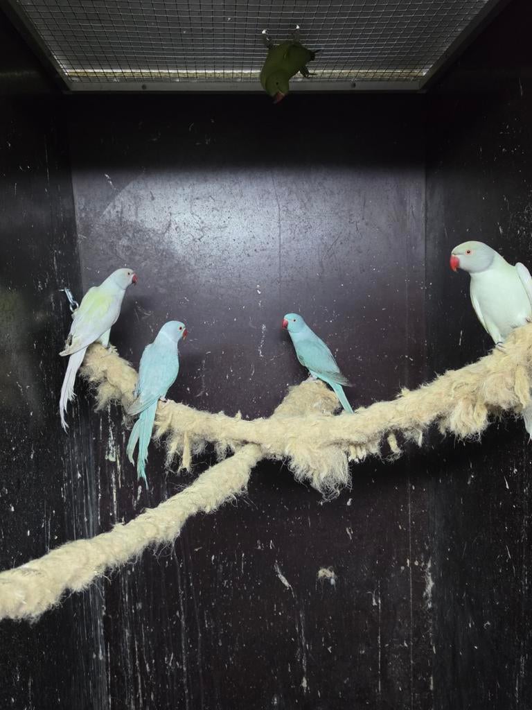 Te koop hele mooie goedkope halsband parkieten, Dieren en Toebehoren, Vogels | Parkieten en Papegaaien, Meerdere dieren, Parkiet