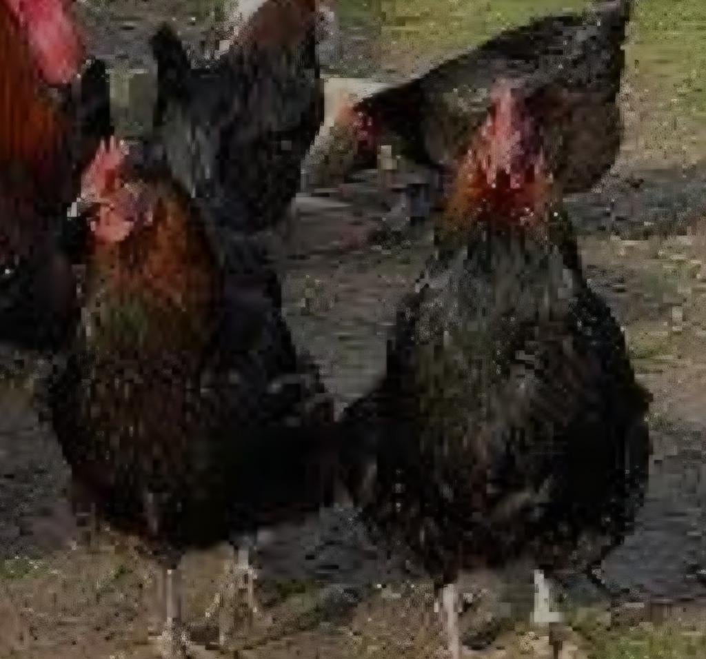 Te koop 3 mooie marans hennen, Dieren en Toebehoren, Vrouwelijk, Kip