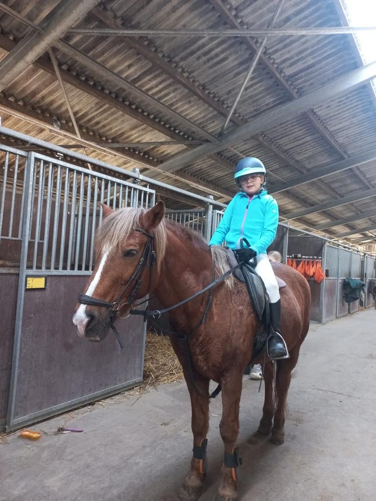 Lease paard, Ophalen of Verzenden, Nieuw