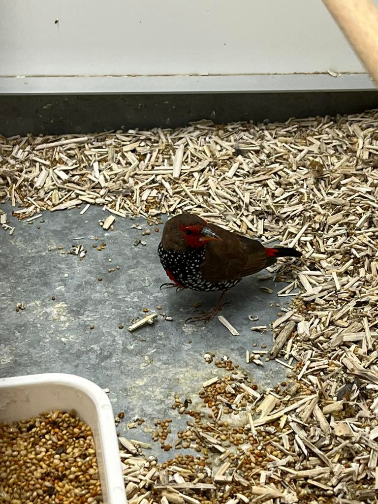 1-0 Emblema picta, Mannelijk, Tropenvogel, Geringd