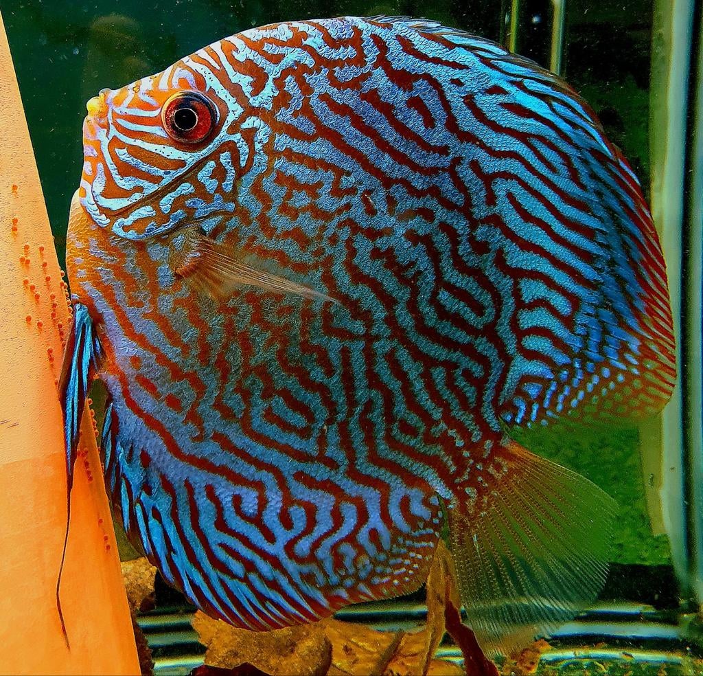 TOPKWALITEIT RED TURQUOISE DISCUS VIS JONGEN, Dieren en Toebehoren, Vis