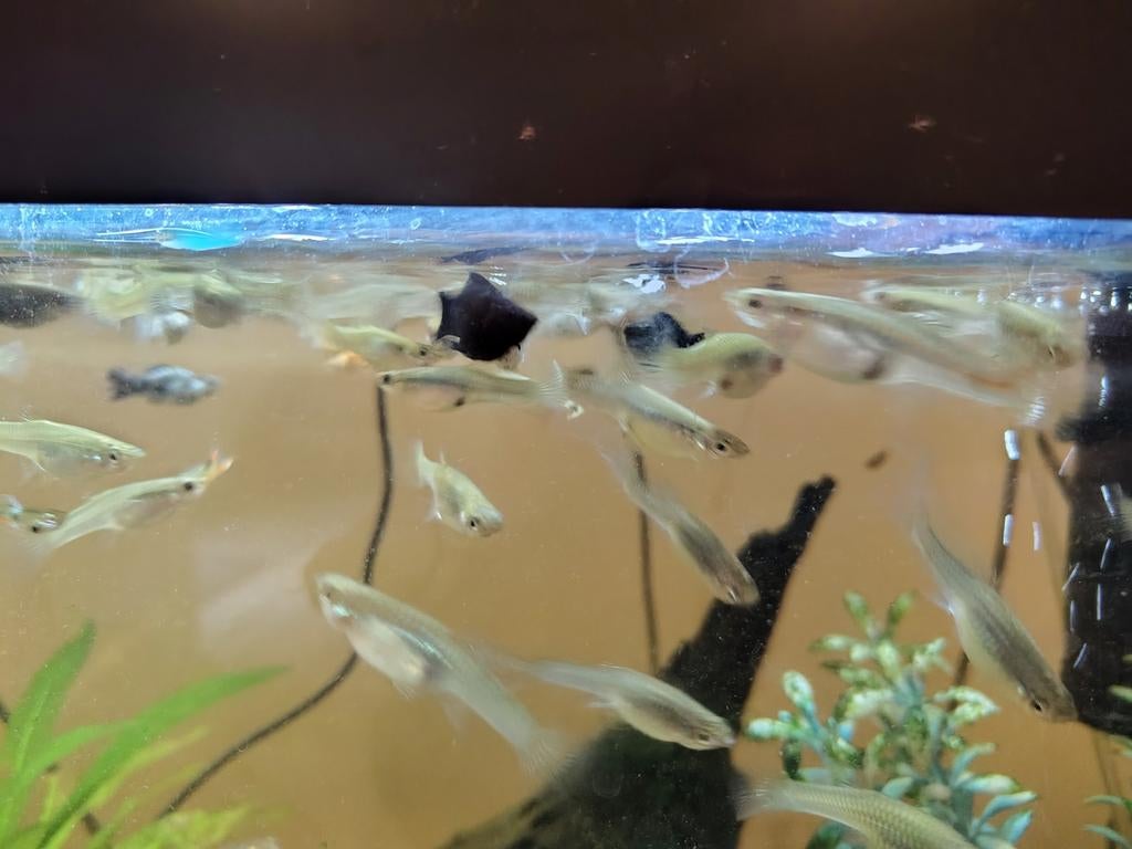 Guppies ruilen voor aquarium planten of garnaaltjes, Dieren en Toebehoren, Vissen | Aquaria en Toebehoren, Ophalen of Verzenden