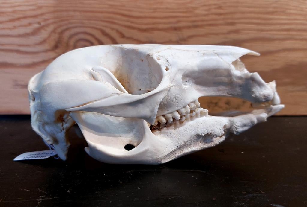 Schedel tammar, Ophalen of Verzenden, Zo goed als nieuw, Schedel