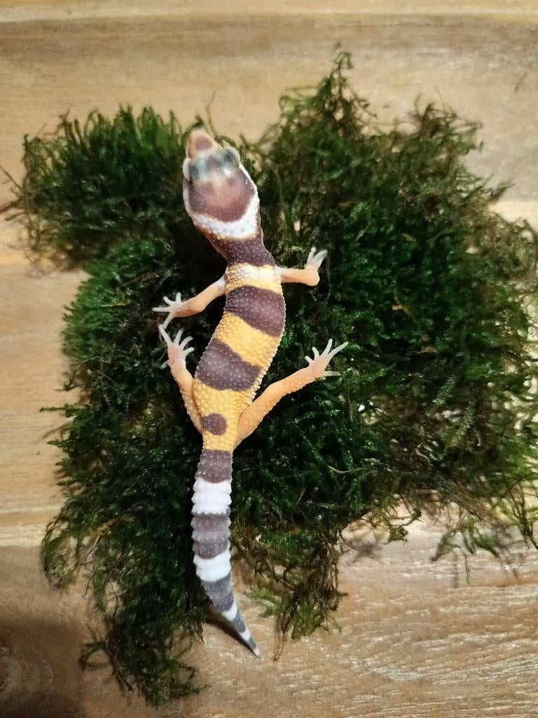 Jonge/ baby luipaardgekko, Dieren en Toebehoren, Hagedis, 0 tot 2 jaar