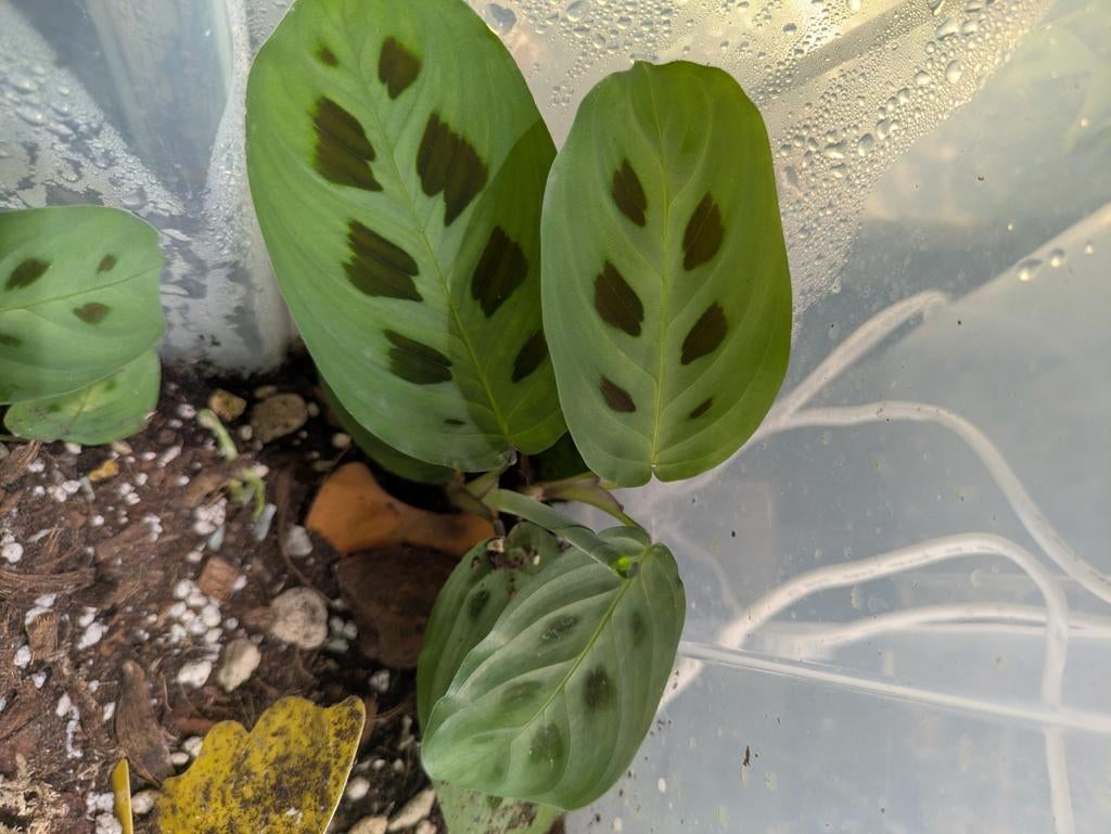 Marantha Kerchoveana plantjes, Huis en Inrichting, Kamerplanten, Ophalen of Verzenden, Halfschaduw, Minder dan 100 cm