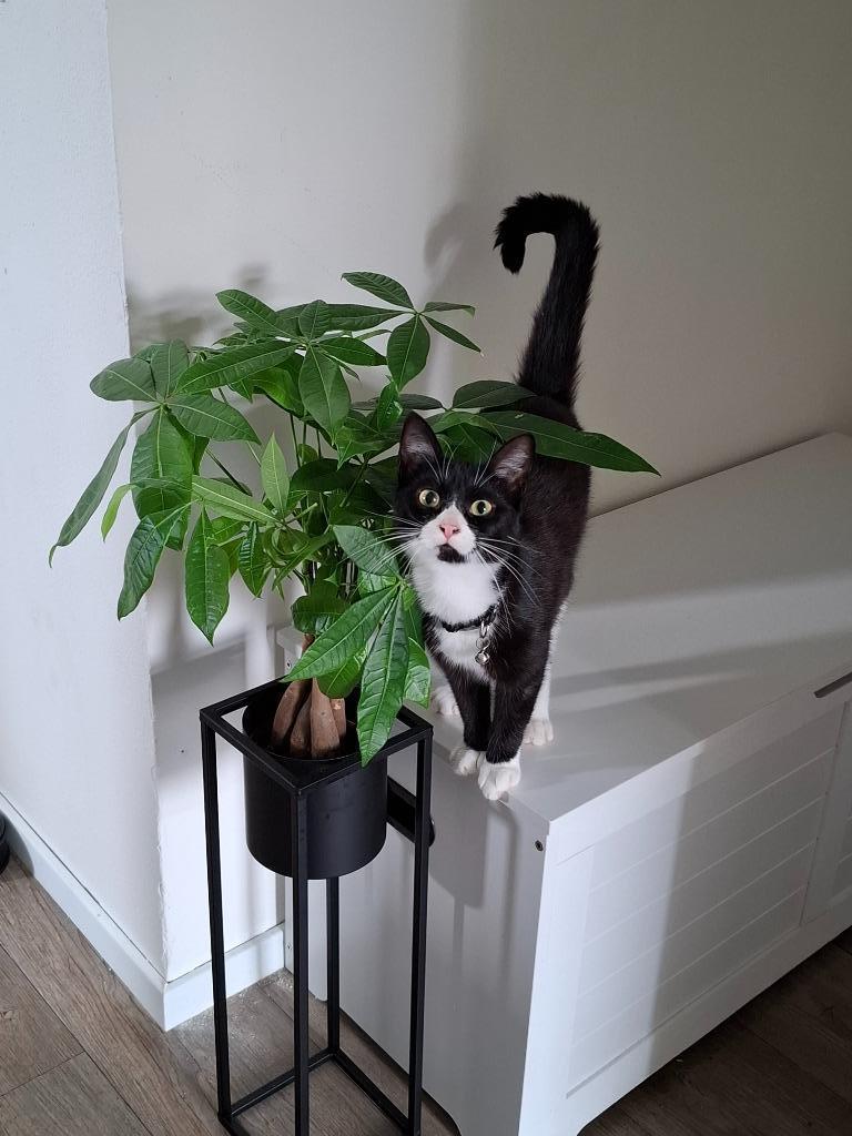 Lieve knuffelpoes Lily zoekt een nieuw, liefdevol thuis, Dieren en Toebehoren, Katten en Kittens | Overige Katten, Poes, Kortharig