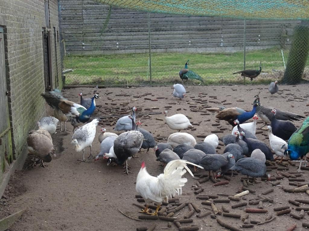 parelhoenders pauwen, Dieren en Toebehoren, Pluimvee, Meerdere dieren, Kip
