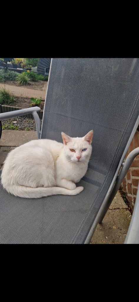 Lieve aanhankelijke poes, Dieren en Toebehoren, Katten en Kittens | Overige Katten, Poes, Kortharig, 6 jaar of ouder