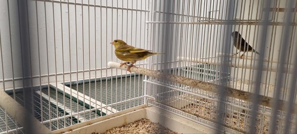 Bastaard Europese sijs man, Mannelijk, Wildzangvogel, Geringd